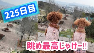 犬とお出かけ🧡 【トイプードル　メルリン成長記録. 225】広島 竜王公園。眺め最高⤴️ 『待て』できるかな！？