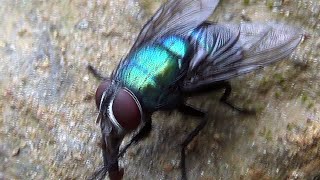 Common green bottle Fly