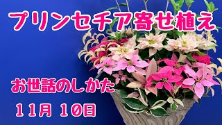 プリンセチア　ロゼマーブルで華やかに寄せ植えのお世話のしかた