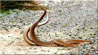 Snake Dance Rare Video | பாம்பு பின்னும் ஆட்டம்