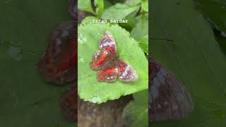 Unseen butterfly| Scarlet Peacock South America #butterfly #nature #peace #life #mothernature