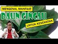 MENGENAL MANFAAT DAUN CINCAU UNTUK KESEHATAN