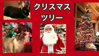 クリスマスツリーの飾り付けを手伝う猫と、見つめるウサギ / アメリカのクリスマスツリー売り場 @ホームディポ← ホームセンター【米国カリフォルニアの田舎でおくるスローライフ  Vlog】