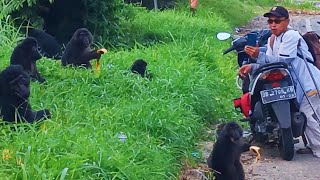 latihan kampaanyee caleeg bersama sekampung monyet gunung 😅