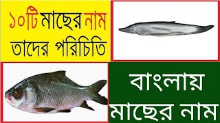 ১০ টি মাছের নাম || Name of ten fish || বাংলায় ১০ টি মাছের নাম