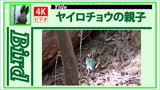 【4K】ヤイロチョウ　～親と巣立った幼鳥～　20230805 　Bird　野鳥