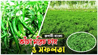 Chilli Cultivation | কাঁচা মরিচ চাষ ও সফলতা  | Ruposhi Bangla | রূপসী বাংলা | Season 2 | Episode 25