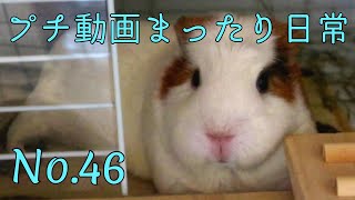 【モルモット】プチ動画 まったり日常 No.46 Relaxed daily life【kawaii guineapig】