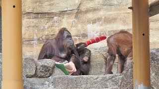 靴下と竹で楽しいチェリア・オランウータン