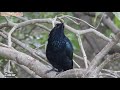 mengenal burung hutan suara burung hutan