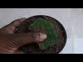 ബിഗോണിയ തൈ പിടിപ്പിക്കുന്ന വിധം propagation of rex begonia