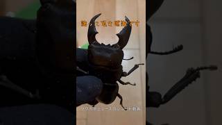 我が家に新しい子がやってきた！スマトラオオヒラタ編【Dorcus (Serrognathus) titanus】