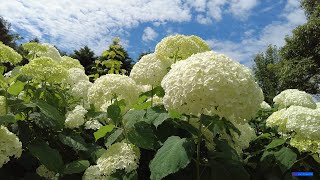 紫陽花見ごろ 神戸市立 森林植物園 4K 2021