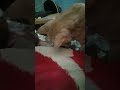 KUCING OREN BERULAH LAGI#kucingoren#viral#kucing#short