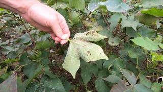 Common Foliar Diseases of Cotton with Dr. Ian Small