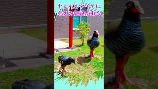 ヤンバルクイナに会いに行こう【動物】鳥 #沖縄 #shorts