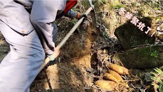 今天又来挖冬笋，都喜欢长在这种地方！一挖又收获几个【山野阿华】