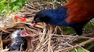 Greater coucal Birds bring mouse heads for children to eat