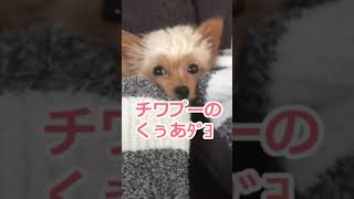 【ミックス犬】チワックスでもチワマルでもヨーチーでもチワポメでもないチワプーだよ #shorts