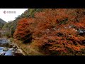 京都の紅葉「清滝方面」（2021年11月14日　京都市右京区 autumn leaves in kyoto kiyotaki）