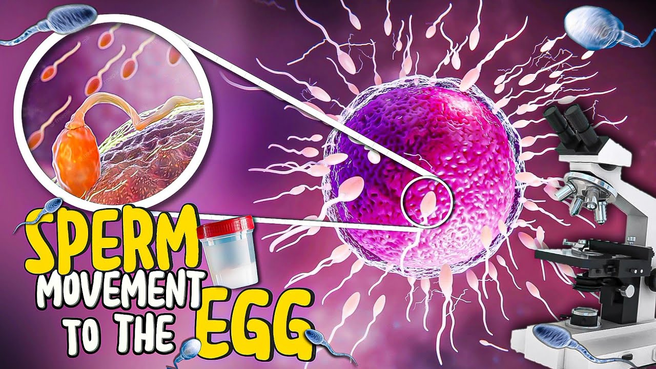 Sperm And Egg Fertilization Under The Microscope Zoom 1000 Science