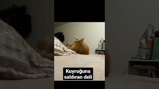 Kuyruğuna saldıran pofuduk kedinin deli hâlleri... #Shorts