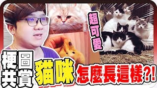 超爆笑梗圖！貓咪竟然長得跟外星人一樣？！【黑羽】