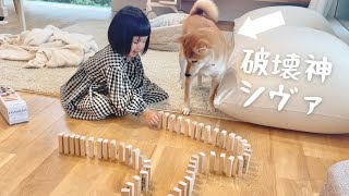 Domino toppling with Shiba Inu....