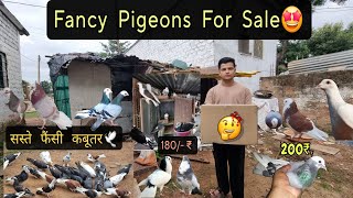 Indian Fancy Pigeons For Sale || Fancy Kabutar For Sale 😍 in Cheapest Price 😱 180rs/-