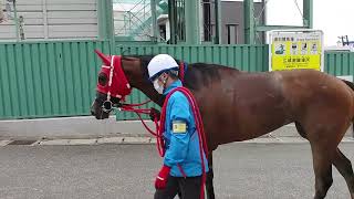 【パカパカ動画】【浦和競馬場】【Horse footsteps】