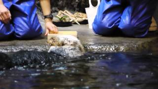 お正月の「ラッコにおせち」イベントで小判氷を齧るトコ(須磨海浜水族園)