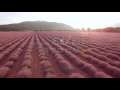 Aerial View Woman Running In Lavender Field Happiness Freedom Aromatherapy - Stock Footage