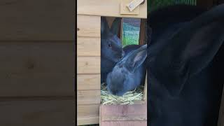 Kaninchen #blauewiener #Hasen #kaninchen #rabbit #rabbits #tiere #tier #haustiere #haustier #pets