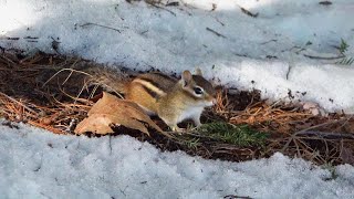 2023년 봄에 만난 첫 다람쥐 I Met The First Chipmunk Of Spring, 2023