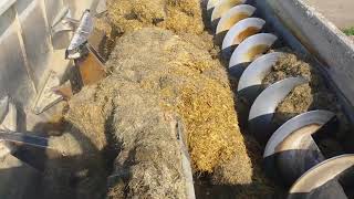 Corn Silage added to Haylage and Grain