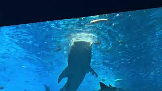 沖繩美麗海水族館-黑潮鯨鯊餵食秀