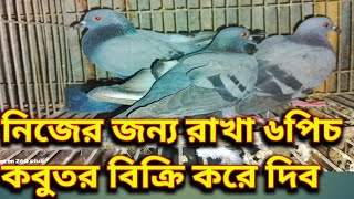 টপ কোয়ালিটি জালালি কবুতর বিক্রি হবে | Jalali kobutar palon poddhoti | কম দামে ভালো কবুতর বিক্রি হবে