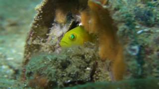 【翠眼】ミジンベニハゼ　Yellow Pygmy-goby