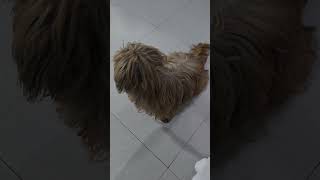 CAN THIS DOG STILL SEE BECAUSE OF HAIRY FACE? #shortsfeed #dogshorts #dog #trendingshorts #SHORTS