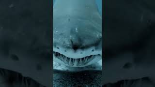 Sharp Teeth Shark Attack