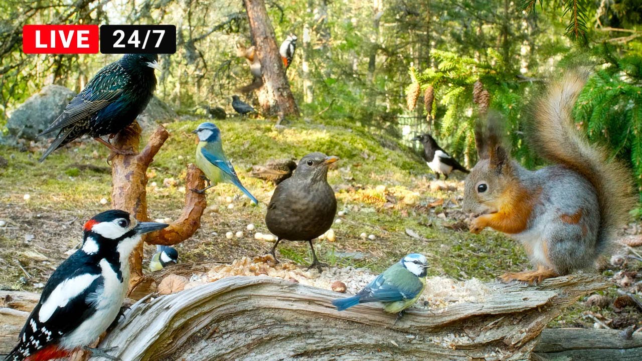 24 7 Live Cat Tv Non Stop Birds And Squirrels In Relaxing Forest