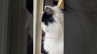 【空りく日記】雪❄️を不思議そうに見るねっこ #かわいい猫 #shorts #cat #スコティッシュフォールド