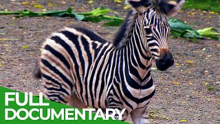 Baby Animals Discovering Their World | Episode 3 | Free Documentary Nature