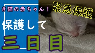 猫の赤ちゃん保護三日目　　　源次！　保護日記NO.2