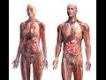 Anatomy and Physiology of Human Body