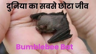 सबसे छोटे चमगादड़ Bumblebee Bat | चमगादड़ हमेशा उल्टे ही क्यों लटकते हैं ?