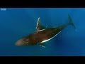 the best whale moments captured on film top 5 bbc earth