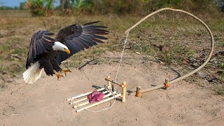 New Technology amazing! Quick Bird Eagle Trap Make From  Woods To catch​ king Eagle#how to trap