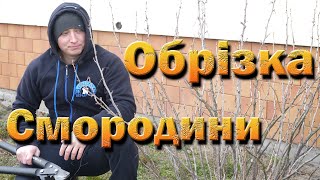 Обрізка смородини 2023.