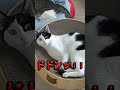 カメラ目線で訴えてくる猫www shorts cat